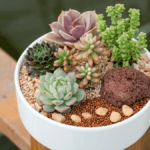 Miniature cactus plant