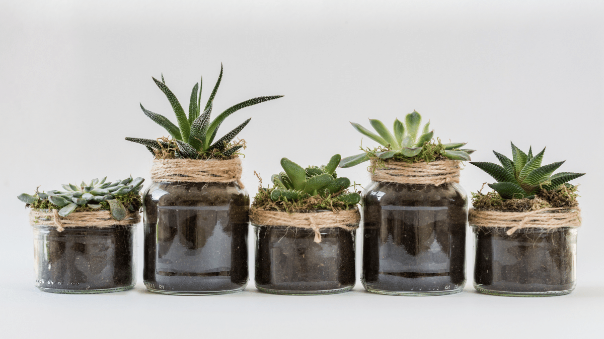 Perfect cactus for your home