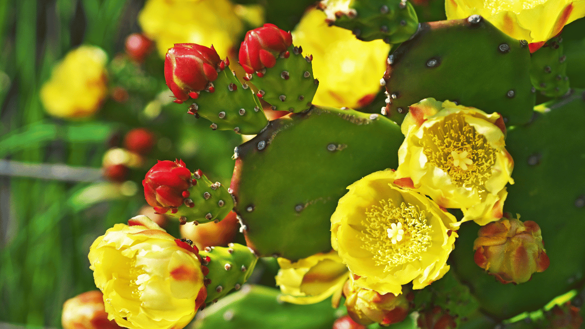 The Prickly Pear Yellow Flower: An Exquisite Gem of the Arid Landscape ...