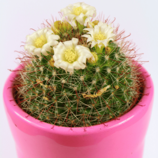 The Amazing World of Barrel Cactus 6 Echinocactus horizonthalonius small golden ball cactus