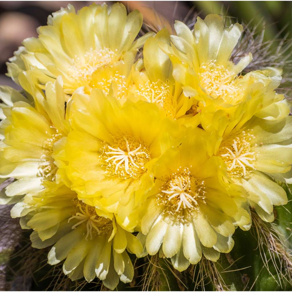 13 Yellow Flower Cactus Plants: Nature's Golden Delight 5 Echinocereus Engelmanii flower
