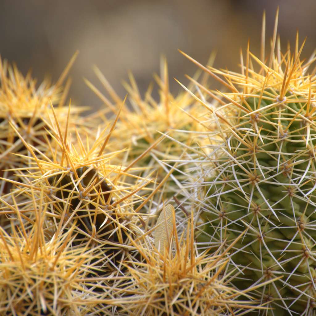 13 Yellow Flower Cactus Plants: Nature's Golden Delight 22 Echinocereus Triglochidiatus (Claret Cup Cactus)