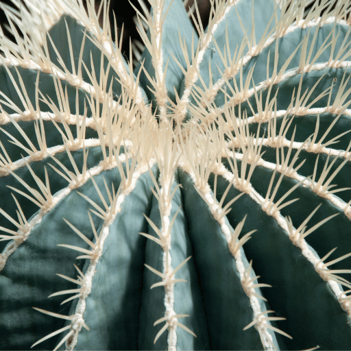 The Amazing World of Barrel Cactus 3 Ferocactus glaucescens