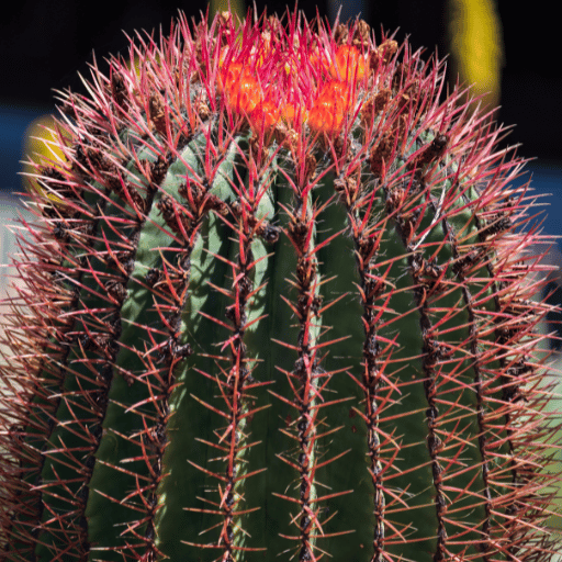 The Amazing World of Barrel Cactus 2 Ferocactus pilosus Maxican lime cactus