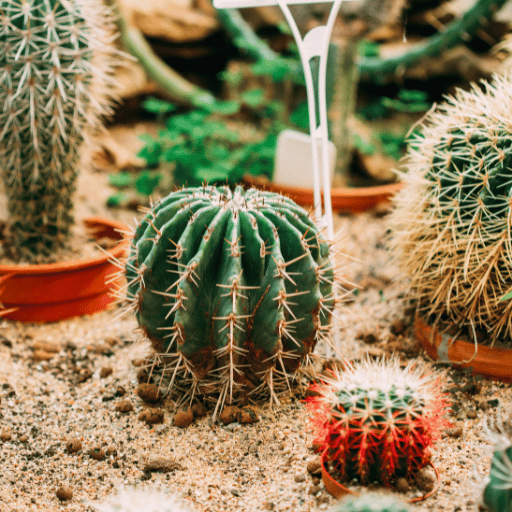 The Amazing World of Barrel Cactus 4 Ferocactus wislizeni fish hook cactus