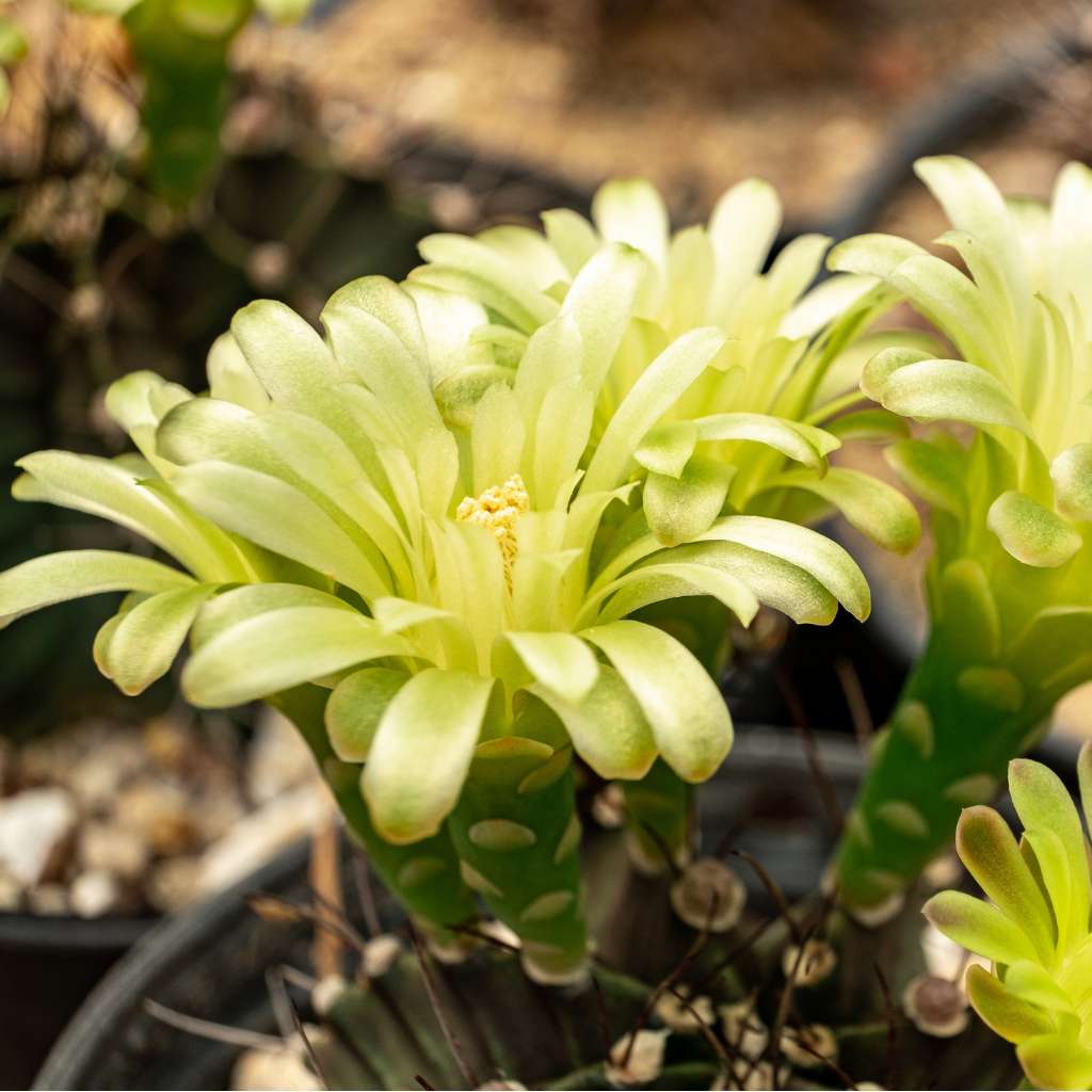 13 Yellow Flower Cactus Plants: Nature's Golden Delight 9 Gymnocalycium Mihanovichii flower