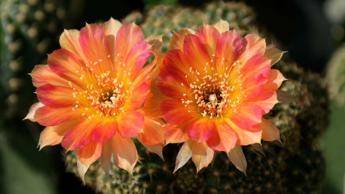 Lobivia Arachnacantha: A Fascinating Cactus Species - Leafy Cactus