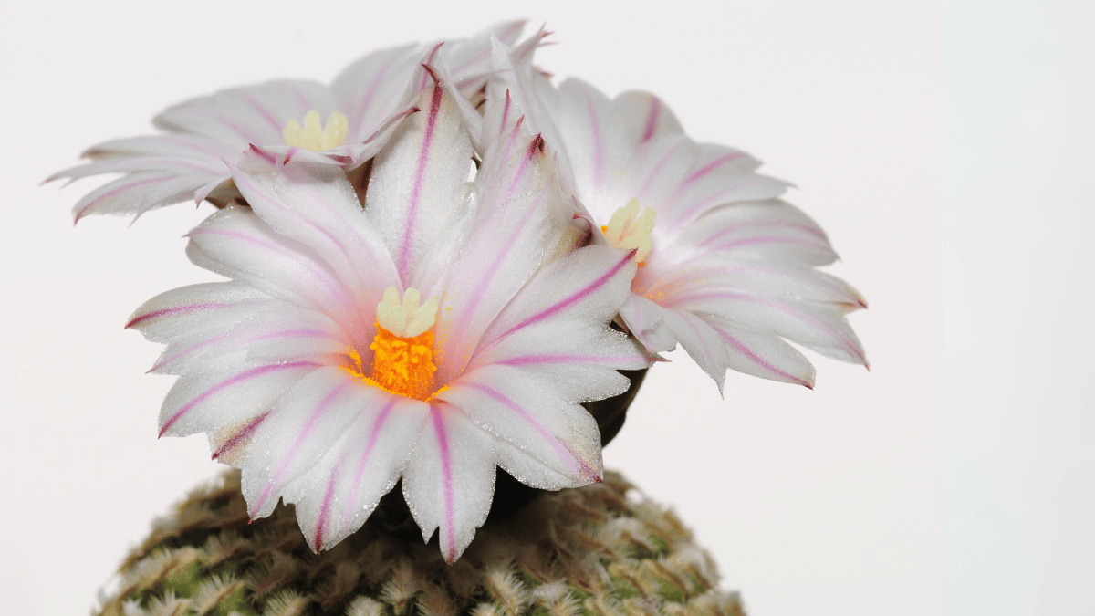 Pelecyphora Aselliformis (Hatchet Cactus)